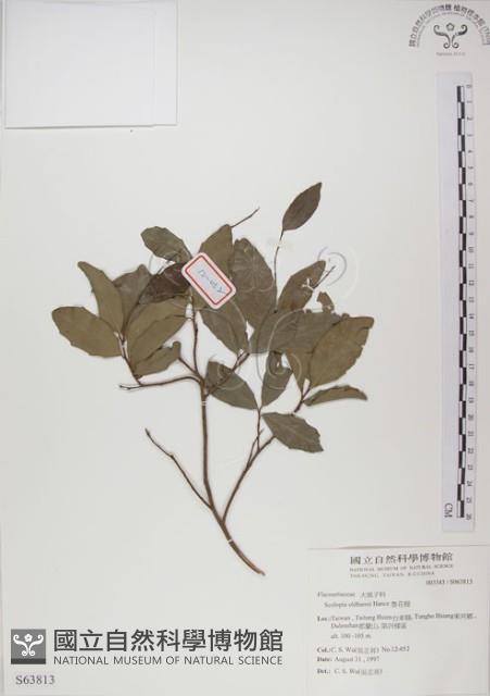 魯花樹藏品圖，第1張