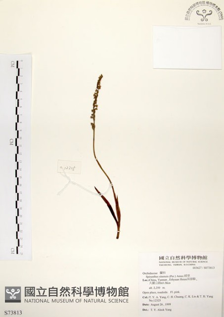 綬草藏品圖，第1張