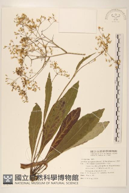 刀傷草藏品圖，第1張