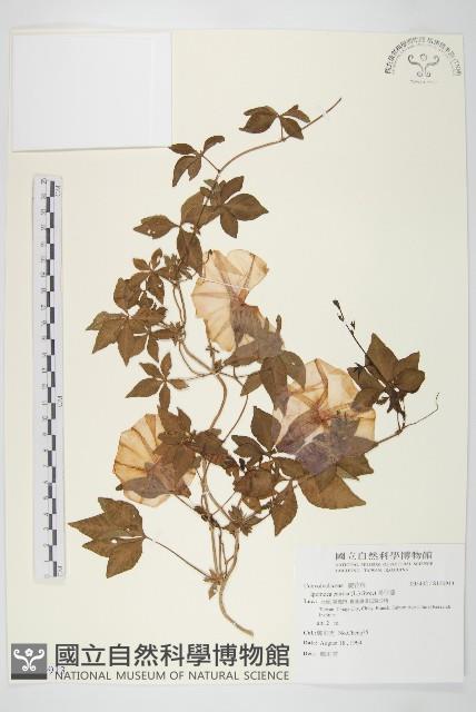 番仔藤藏品圖，第1張