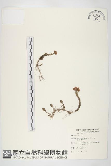 玉山佛甲草藏品圖，第1張