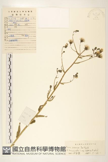 毛蓮菜藏品圖，第1張