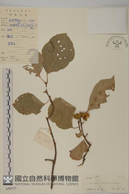 南蛇藤藏品圖，第1張