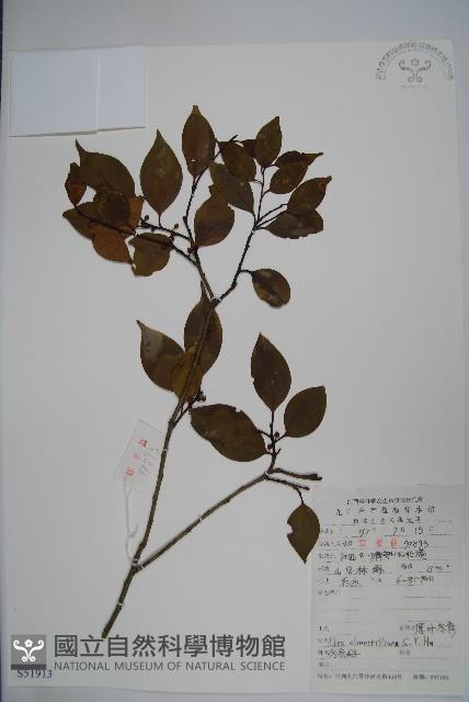 厚葉冬青藏品圖，第1張