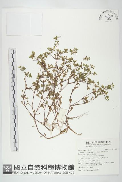 星果佛甲草藏品圖，第1張