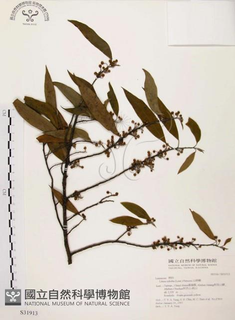 山胡椒藏品圖，第1張