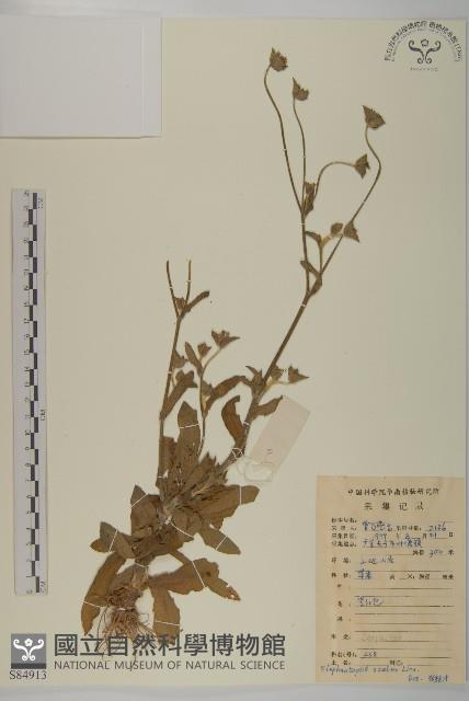 燈豎朽藏品圖，第1張