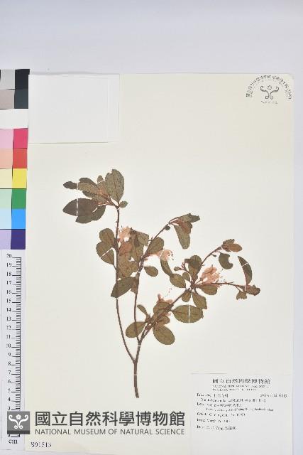 埔里杜鵑藏品圖，第1張