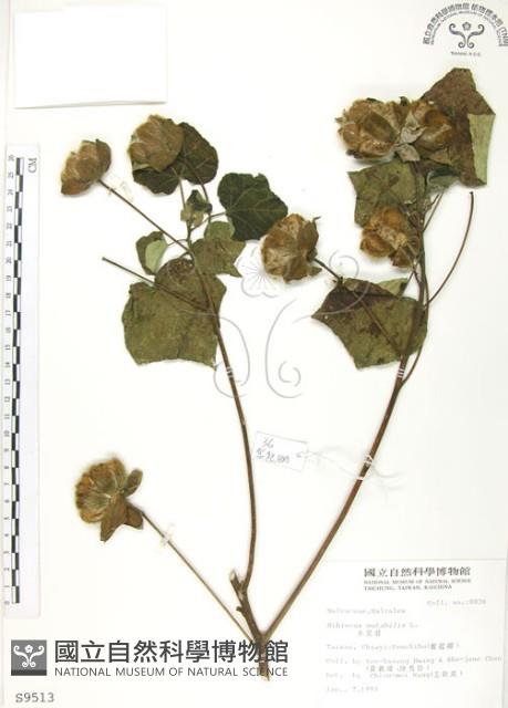 山芙蓉、臺灣山芙蓉、狗頭芙蓉藏品圖，第1張