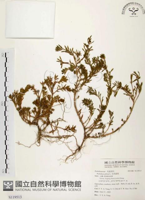 毛馬齒莧藏品圖，第1張