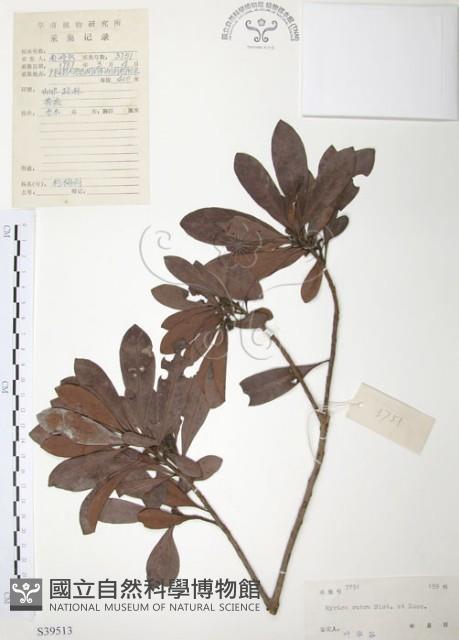 楊梅藏品圖，第1張