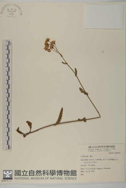 登錄號:S049513藏品圖，第1張