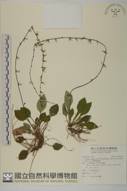 臺灣鬼督郵藏品圖，第1張