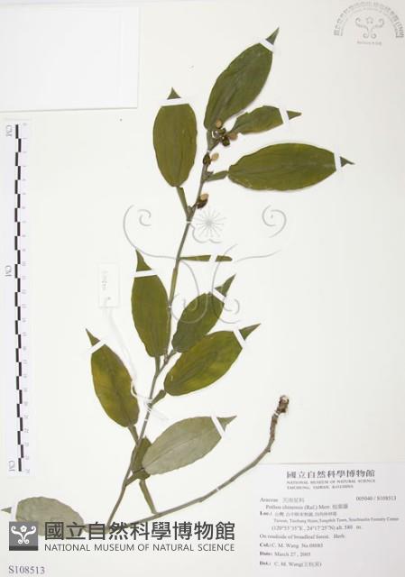 柚葉藤藏品圖，第1張