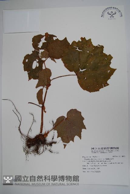 溪頭秋海棠藏品圖，第1張