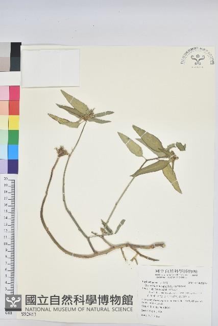 白苞猩猩草藏品圖，第1張