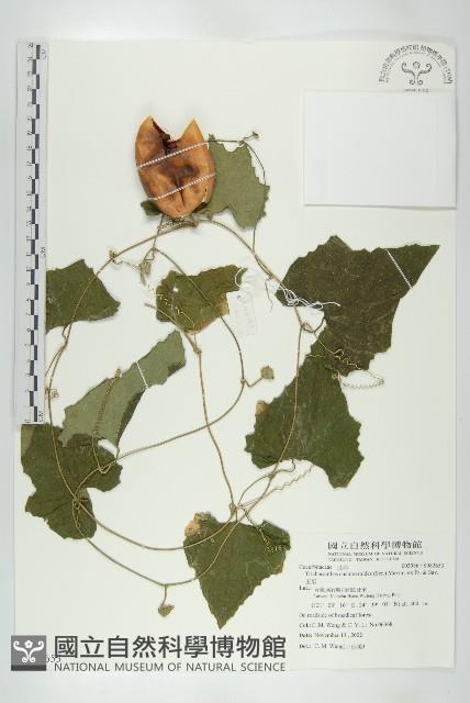 王瓜藏品圖，第1張