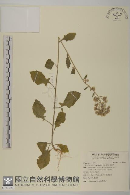 裂葉艾納香藏品圖，第1張