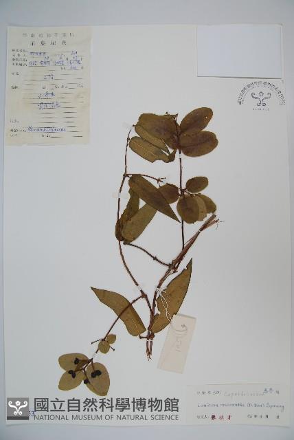 大花忍冬藏品圖，第1張