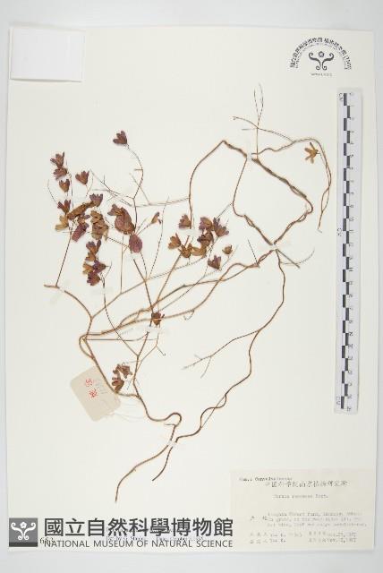 登錄號:S021653藏品圖，第1張