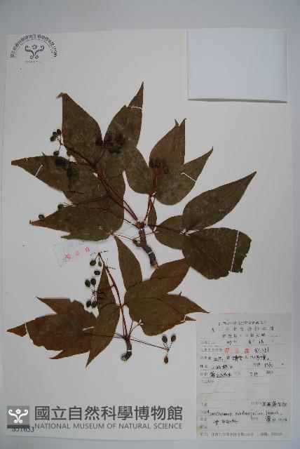 吳茱萸五加藏品圖，第1張