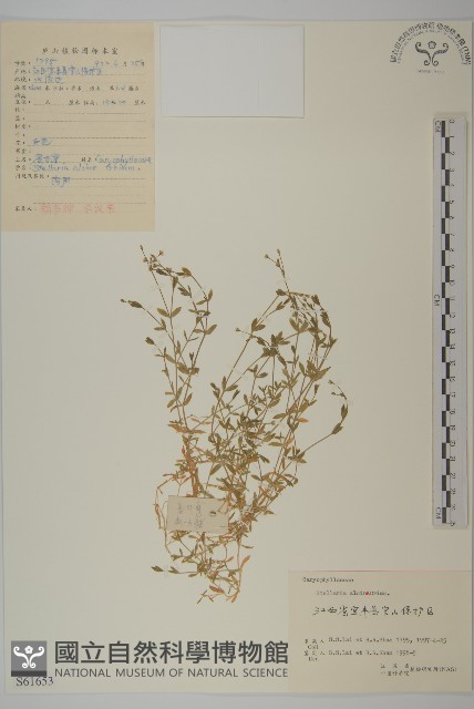 雀舌草藏品圖，第1張