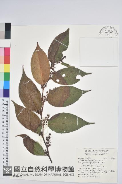 尾葉白珠藏品圖，第1張