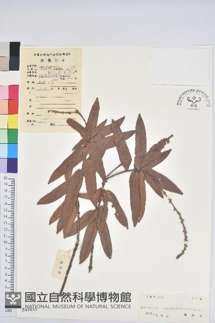 咸魚石櫟藏品圖，第1張