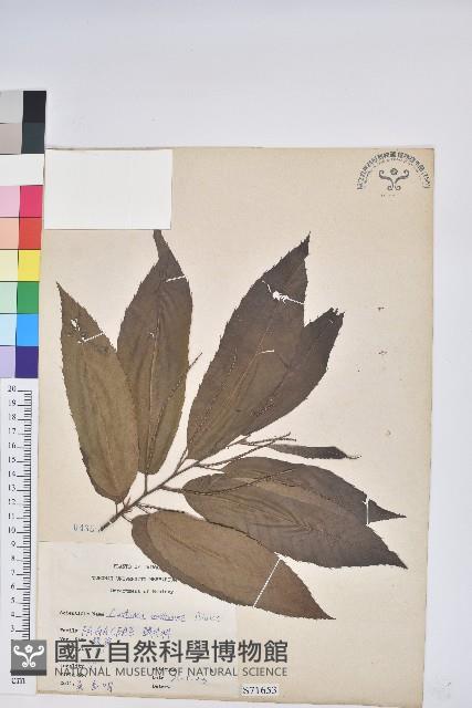 板栗藏品圖，第1張