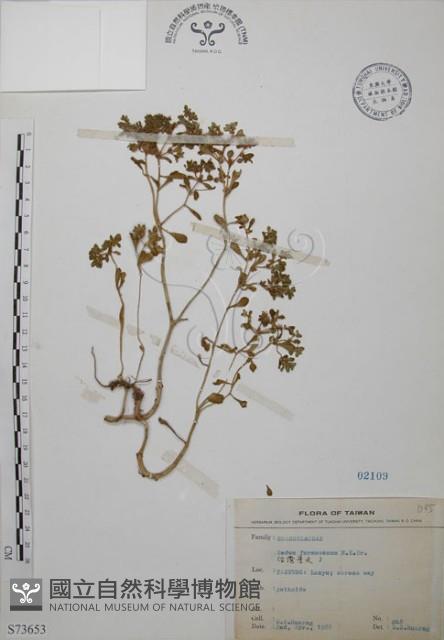 台灣佛甲草、石板菜藏品圖，第1張