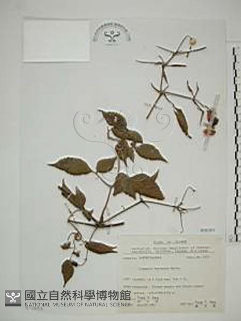 小木通藏品圖，第1張