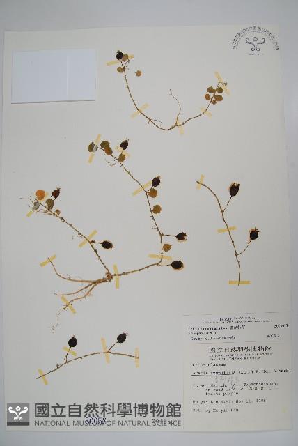 普刺特草藏品圖，第1張