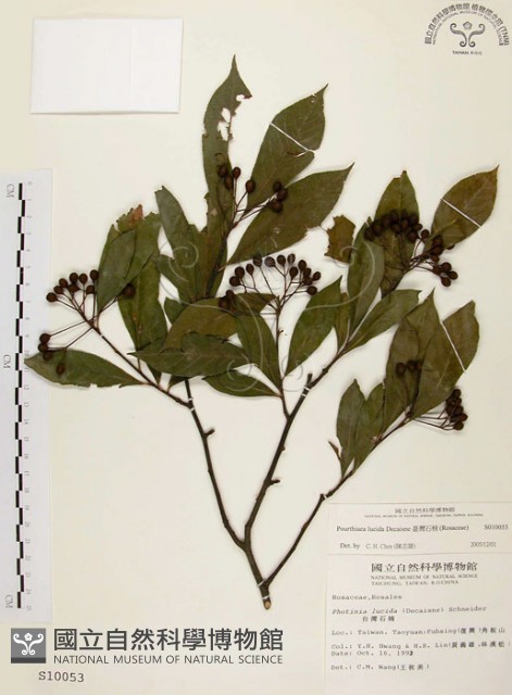 臺灣石楠藏品圖，第1張