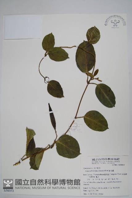 爬森藤藏品圖，第1張