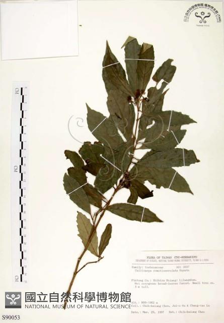 疏齒紫珠、恆春紫珠藏品圖，第1張