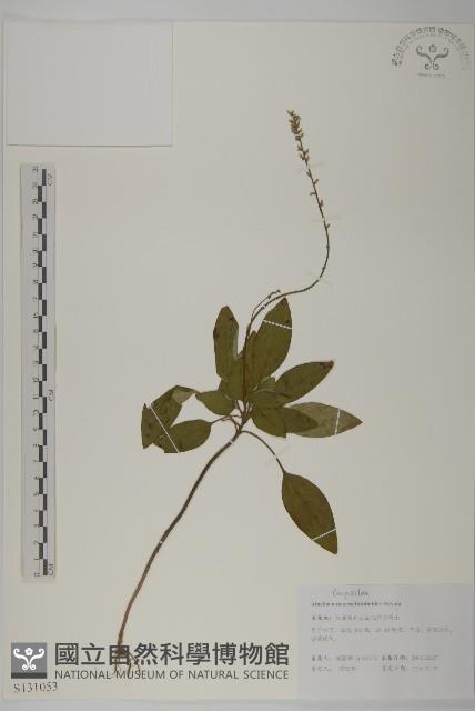 阿里山鬼督郵藏品圖，第1張