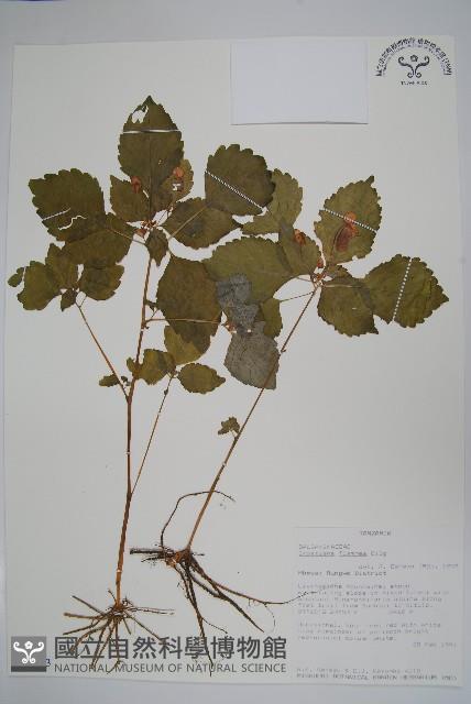 登錄號:S094053藏品圖，第1張