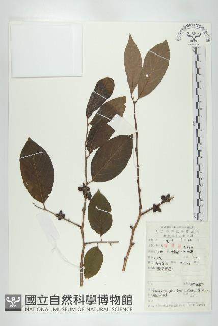 Accession Number:S052753 Collection Image, Figure 1, Total 2 Figures