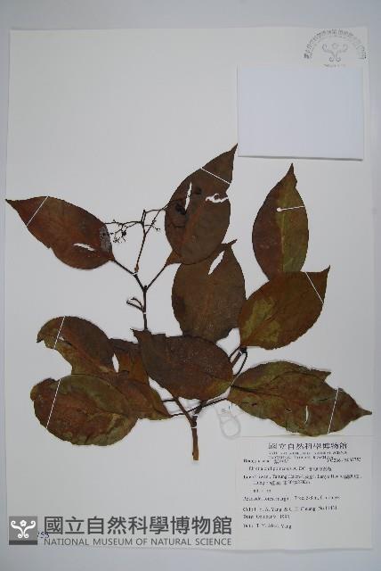 蘭嶼厚殼樹藏品圖，第1張