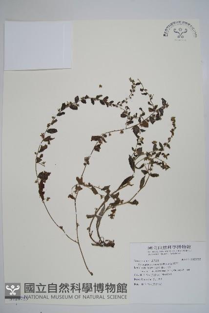 盾果草藏品圖，第1張