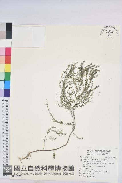 銳葉小還魂藏品圖，第1張