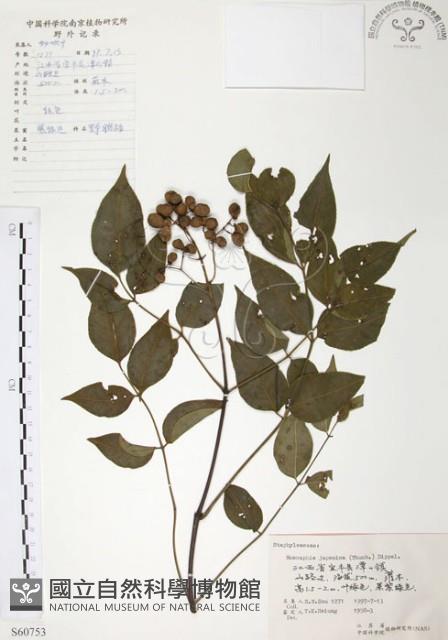 灰色木藍藏品圖，第1張