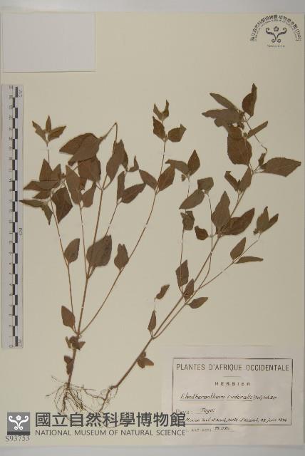 離藥金腰箭藏品圖，第1張