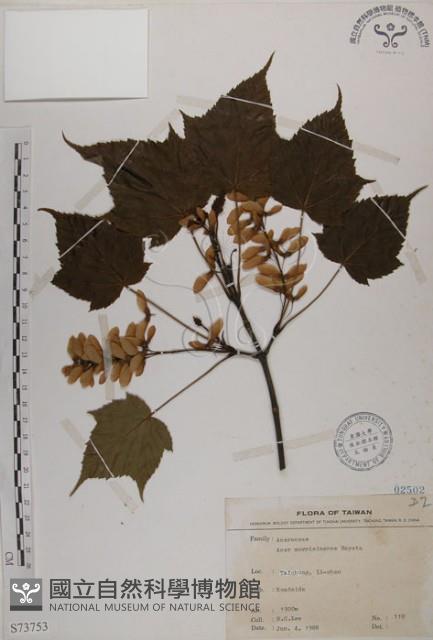 臺灣紅榨槭藏品圖，第1張