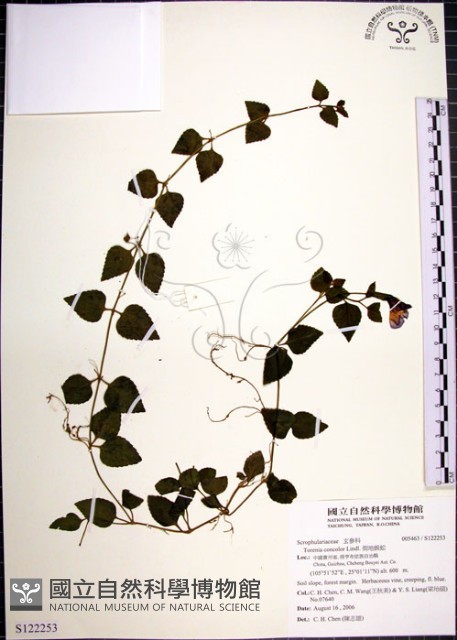 倒地蜈蚣藏品圖，第1張