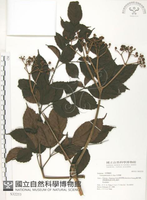 火筒樹藏品圖，第1張