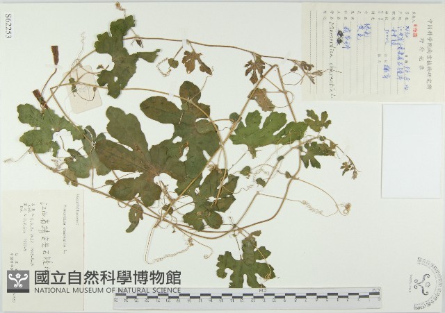 苦瓜藏品圖，第1張