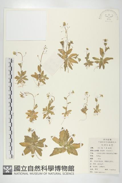 葶藶藏品圖，第1張