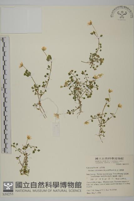 阿里山繁縷藏品圖，第1張