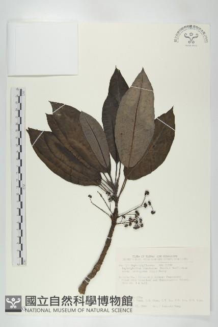 薄葉虎皮楠藏品圖，第1張